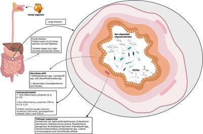 The Potential of Honey as a Prebiotic Food to Re-engineer the Gut Microbiome Toward a Healthy State